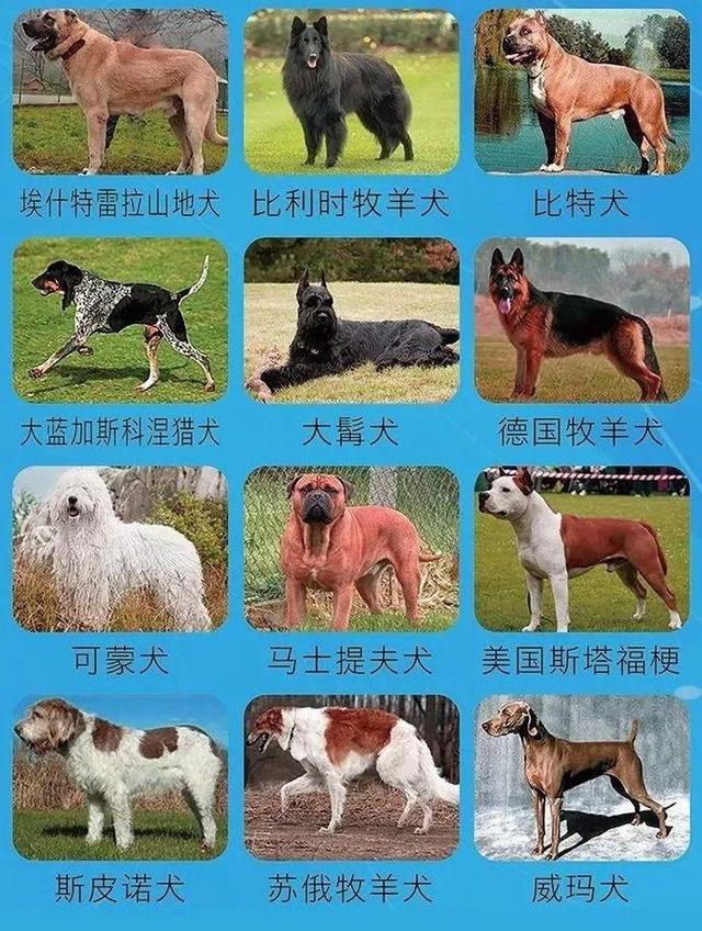 提醒！这些犬只，济南禁养！