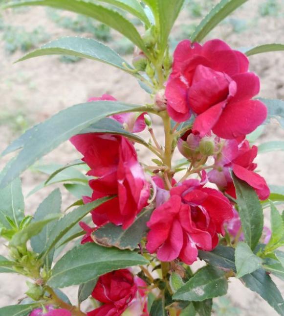 盆栽凤仙花，掌握“4步”，开花一茬接一茬，轻松爆盆