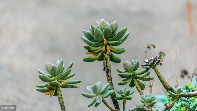 哪些多肉植物品种适合水培？