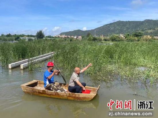 浙江洞头大门镇探索“稻虾综合种养” 绘就乡村“丰”景