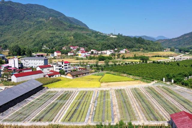 保康：返乡创业养稻蛙 振兴乡村有“钱”景