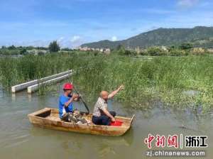 温州虾养殖(浙江洞头大门镇探索“稻虾综合种养” 绘就乡村“丰”景)