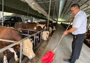 江西水牛养殖场(牛气冲天：宜春市袁州区“致富牛”带领脱贫户一步登天)