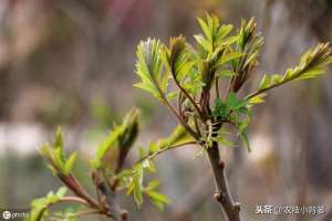 香椿树种植方法(香椿种苗繁殖的方法有哪些？每种繁殖方法有哪些操作管理细节？)