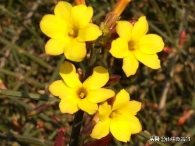 迎春花易栽培，初冬将它冻一冻，春节开花更鲜艳，花朵特别美