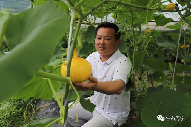 周宁的贝贝南瓜，吃过一次再也忘不了