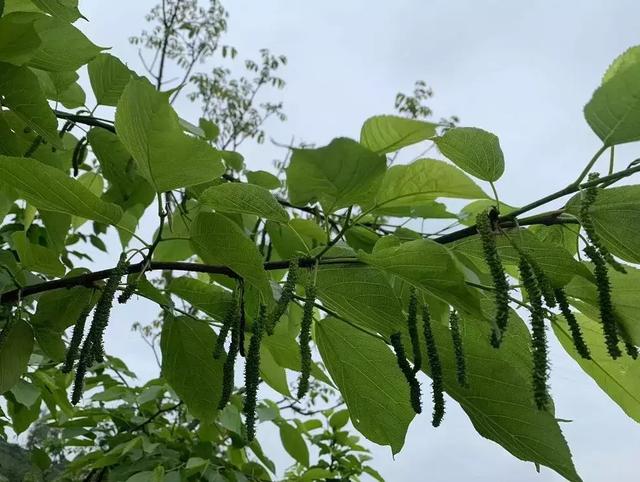 巴适！宜宾又到钓着龙虾吃桑per的季节！地图来了，快收藏~