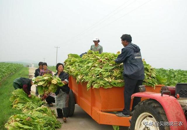 种植烟草，要合理安排施肥规律，能增进烟叶品质和提高产量