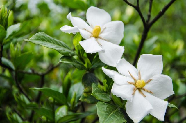 这样养养殖栀子花，保准花开满枝头！