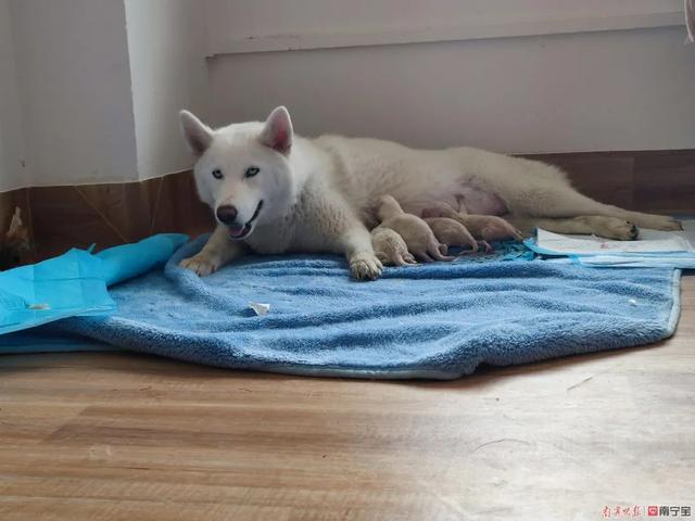 广西首例人工繁育北极狼幼崽诞生啦