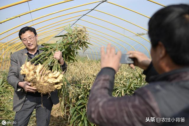 大姜播种用好这几招，苗齐、苗壮、产量高！