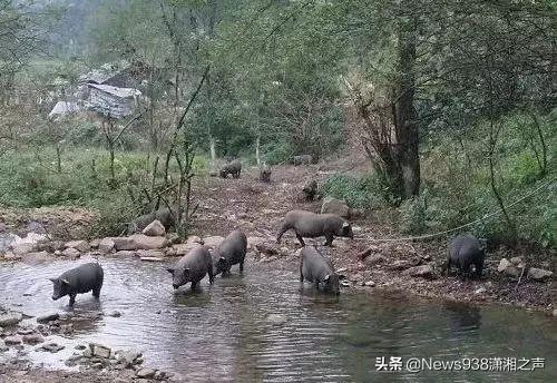 教育扶贫强推进，产业扶贫齐发力，泸溪冲刺奔小康