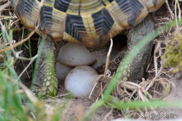 乌龟之殇！每年新增3800万只，你的同情心，毁掉了本土乌龟