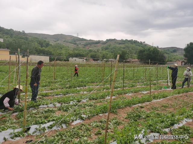 临夏县黄泥湾镇：特色种植助推乡村振兴