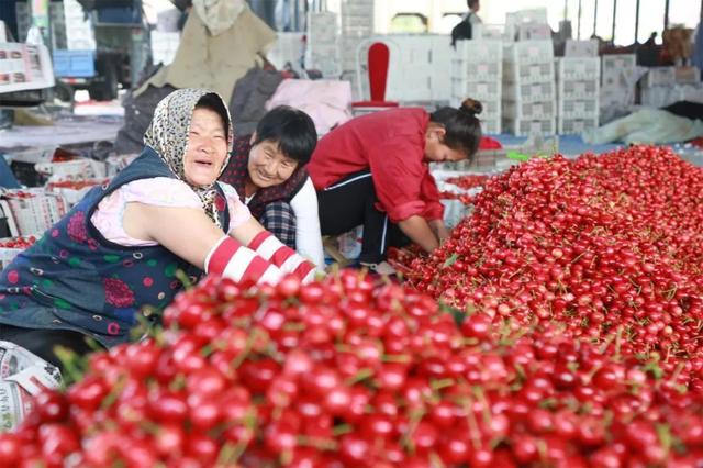 暖棚大樱桃100多元一斤，为什么果农却没赚到钱？