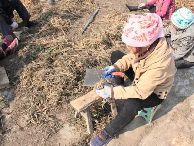 亩利润5千，家家户户不种粮，如今田里堆成小山，种植户：不愁卖