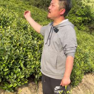 白茶种植成本(回顾2023安吉白茶后期口粮茶实况成本核算您有没喝到)