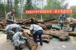 种植 学徒(贤良镇村干部化身“小学徒”，学习椴木香菇栽培技术)