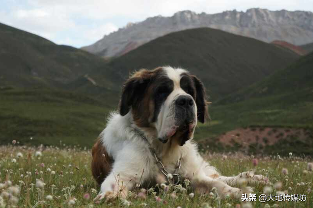 灰色地带的宠物殡葬业：宠物纪念品要价7千，行业资质却难以申请