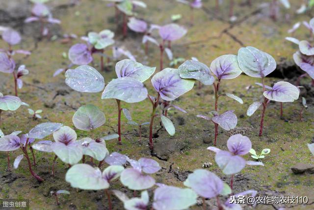 苋菜种植要想产量高，你就得这么干？（内附高产栽培技术要点）