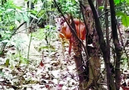 山上野猪出没？彼白云山非此白云山