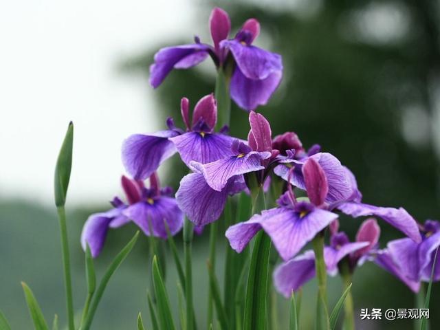 花菖蒲养殖方法及注意事项