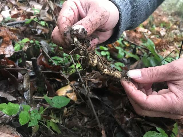 小康特色之路，南方大山深处的五黑鸡养殖