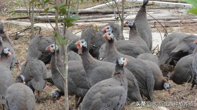 极品野味珍珠鸡的养殖技术