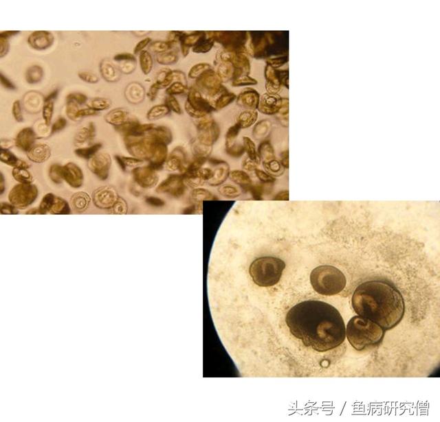 鲟鱼人工养殖的几种常见疾病总结