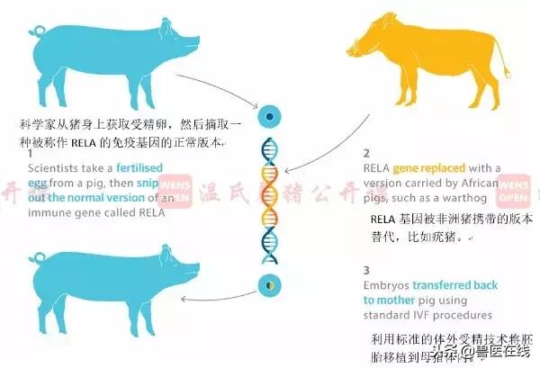 用疣猪的基因对猪进行基因编辑以抵抗非洲猪瘟，此路可行吗？