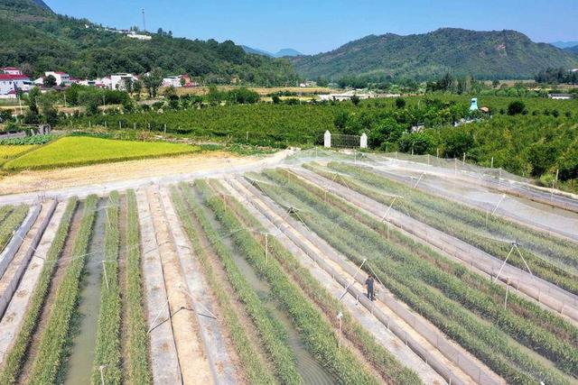 保康：返乡创业养稻蛙 振兴乡村有“钱”景