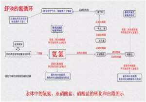 养殖亚硝酸盐标准(对虾养殖，他这样处理池塘中的有毒指标，成了养殖户眼里的香饽饽)