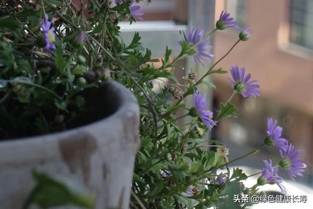 看菊展、菊花你都认识吗？那就先认识这种美丽的姬小菊