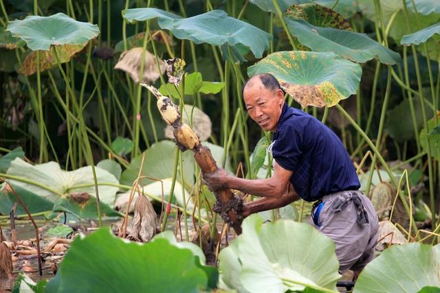 莲藕优质高产栽培技术，及病虫害的防治措施，促进莲藕的增产增收