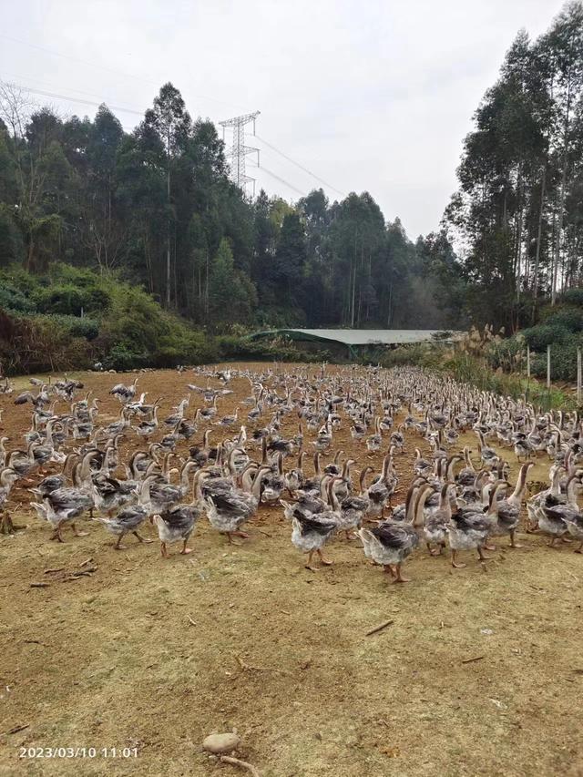 为什么越来越多的养殖户开始养鹅？养鹅的优劣势分析