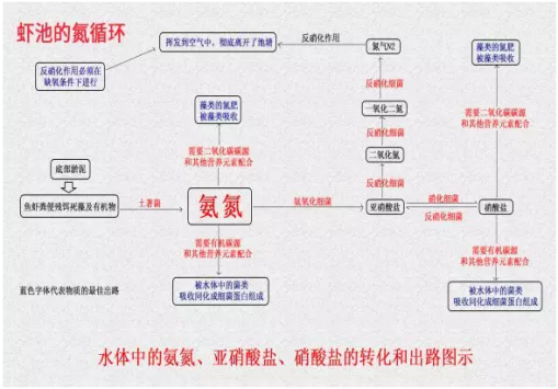 对虾养殖，他这样处理池塘中的有毒指标，成了养殖户眼里的香饽饽