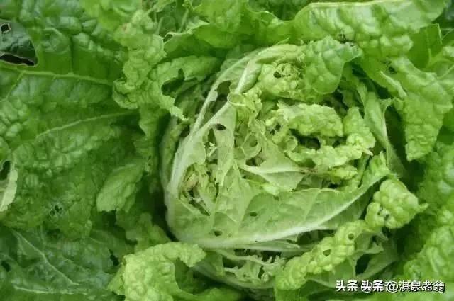 “神出鬼没”的菜青虫如何防治？菜农支招