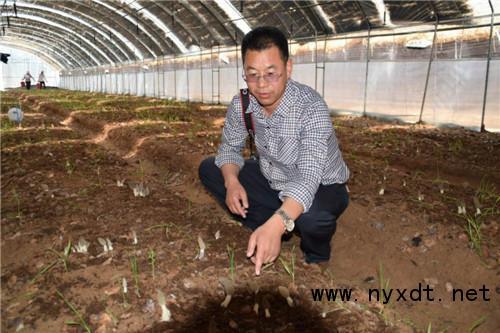 农业技术：羊肚菌栽培技术及注意事项