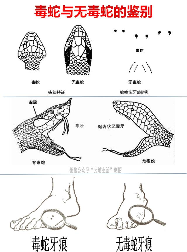 8种毒蛇分布在广州这些地方，这5间医院有救命的抗蛇毒血清