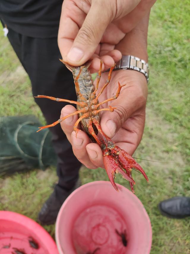 十家6家亏的小龙虾养殖如何赚钱？主要是要降饲料成本