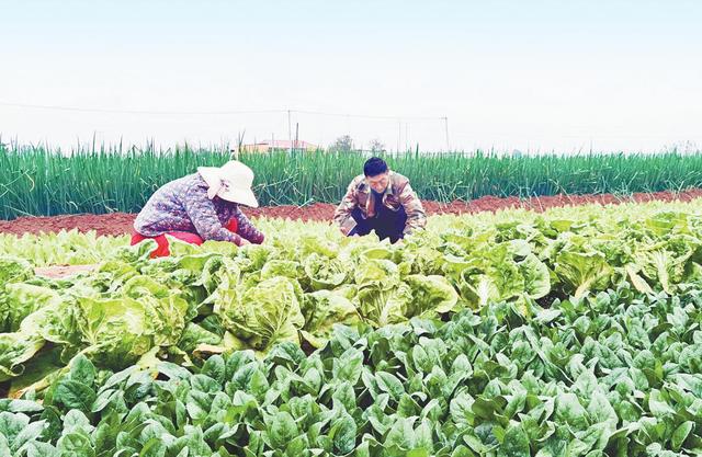 漯河这个“蔬菜村”的致富路