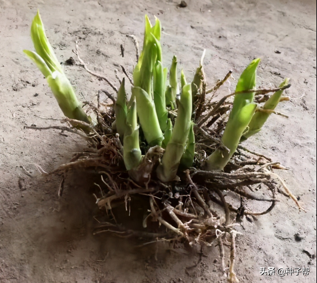 玉簪花什么时候种植开花最旺？养殖方法介绍