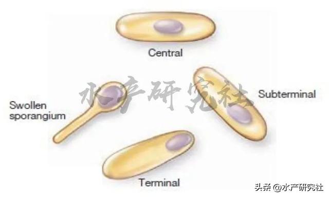 芽孢杆菌水产养殖少不了，液态高浓缩枯草芽孢杆菌您用过么？