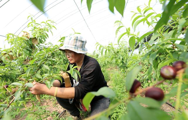 衡水深州：春日大棚忙 农业促增收