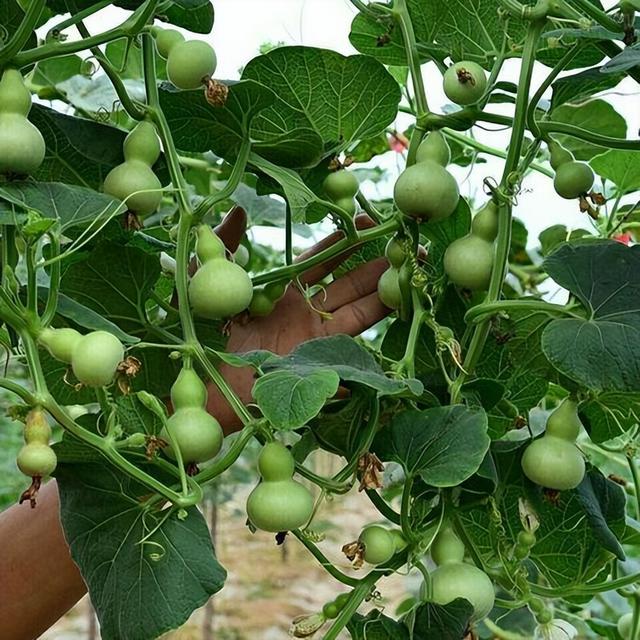 家里有空地方，种棵“葫芦”，老一辈留下的话，道理“深着”呢！