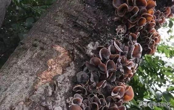 路边挖捡的“黑木耳”，放锅里煮一煮，倒点醋凉拌，吃了能明目