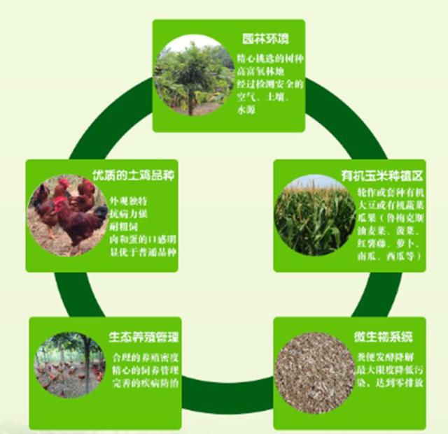 农村创业搞生态养殖，要是懂得这些，你的种养循环模式必能成功！