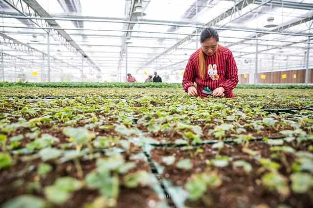 草莓繁殖幼苗有哪些方法？方法比较多，学会第一种就可以解决问题