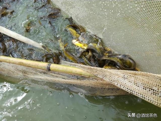 乌苏里拟鲿生物学及其池塘人工驯化养殖技术