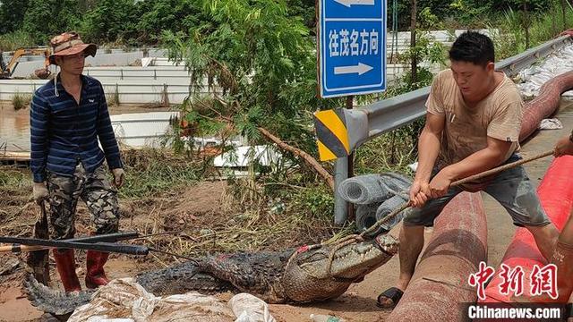 广东茂名捕回出逃鳄鱼59条 搜捕范围扩至方圆5公里